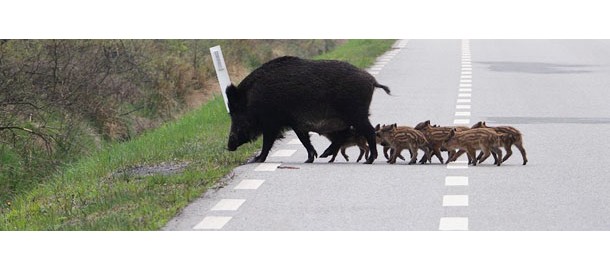 wild_zwijn_op_weg_wiel_pelzer_kerkrade