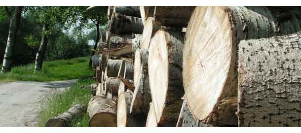 stammen-hout