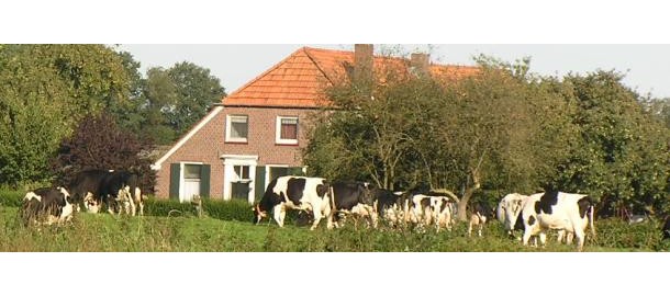 RPS boerderij met koeien