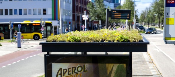 Groene daken.jpg