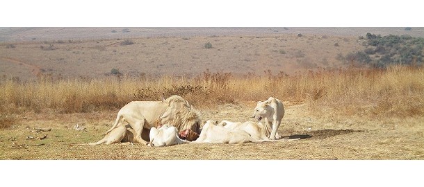 Dierentuin 'over grenzen'