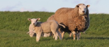 Schapen Ameland.jpg