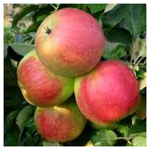 appel