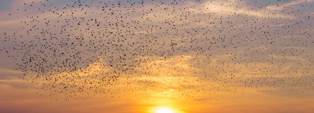 Vogels bij zonsondergang