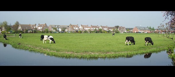 dia dorpsrand Driebruggen-koeien