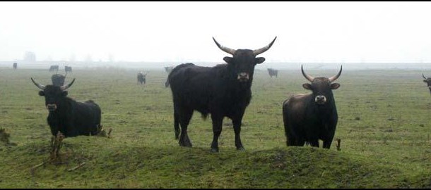 oostvaardersplassen