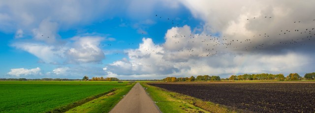 Natuur vogels